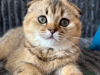 Scottish Fold cats Last Scottish Fold Golden Tabby Kitten - Advert 1