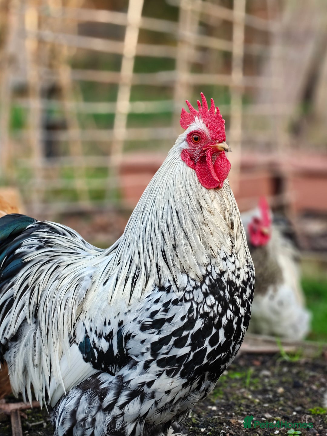 Chickens poultry for sale: Pekin Rooster, Buff Orpington x Silkie Rooster - Advert 2