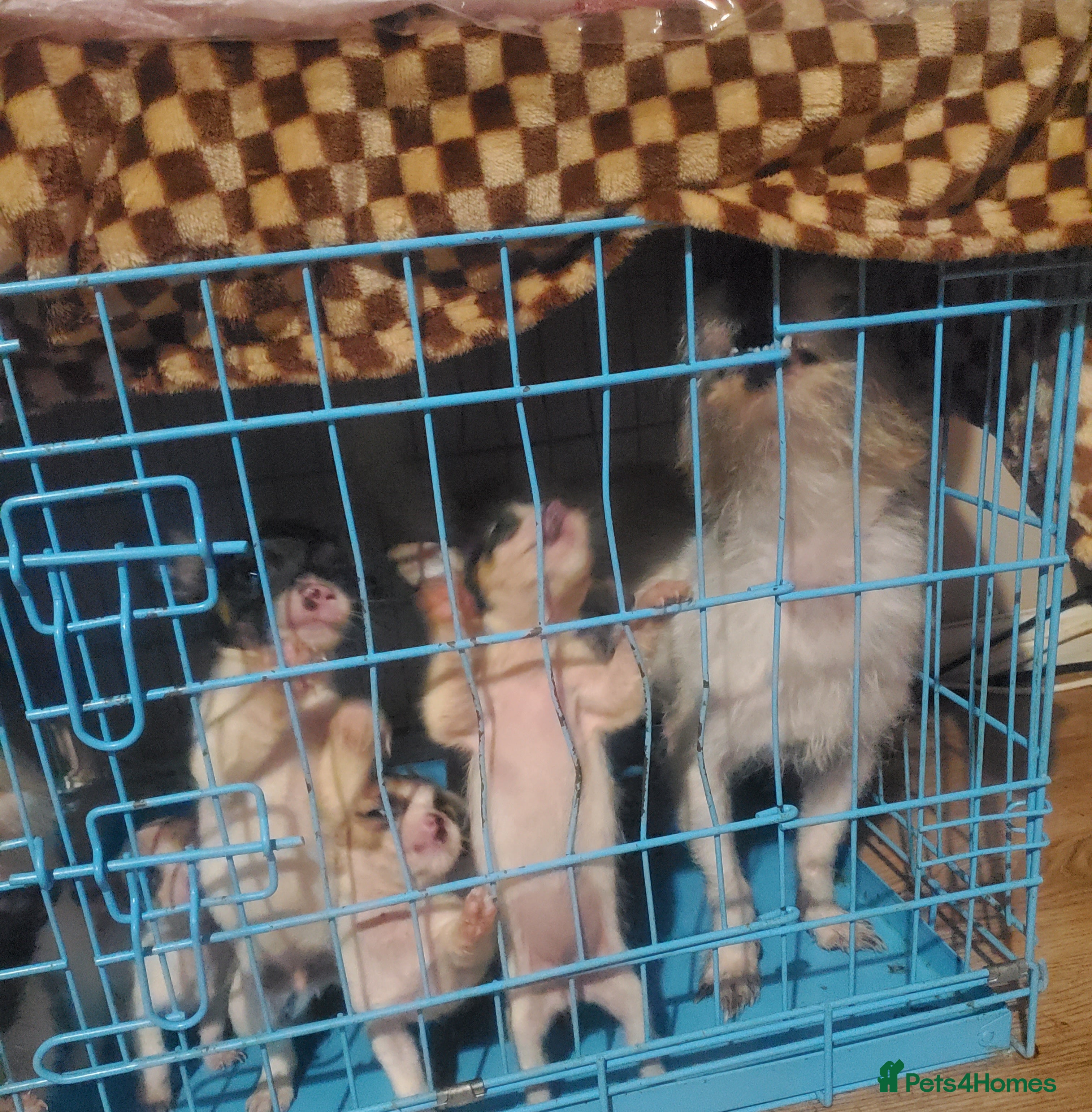 Jack Chi dogs Jack Chihuahua mix pups - Advert 5