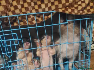 Jack Chi dogs Jack Chihuahua mix pups - Advert 5