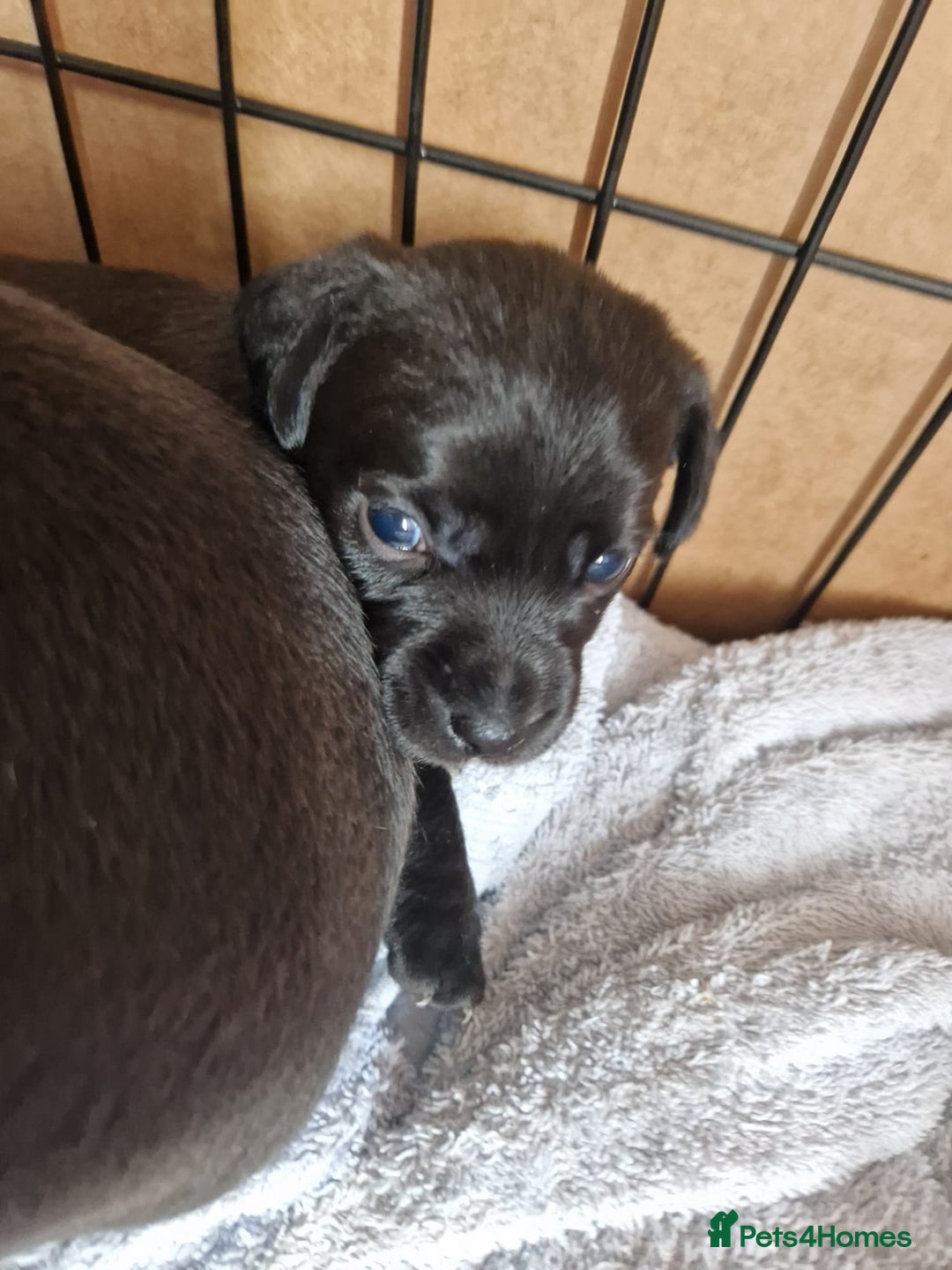 Mixed Breed dogs for sale: Spaniel jack cross jack chi pups - Image 7