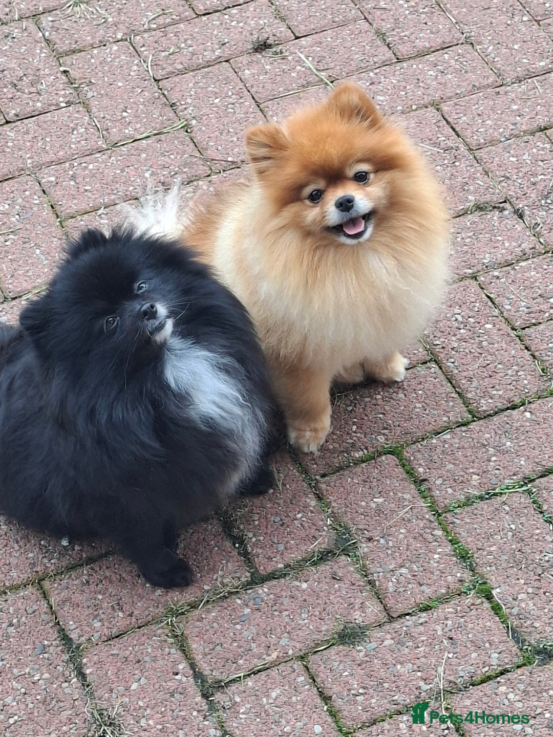 Pomeranian dogs for sale: Pomeranian puppies  - Advert 12