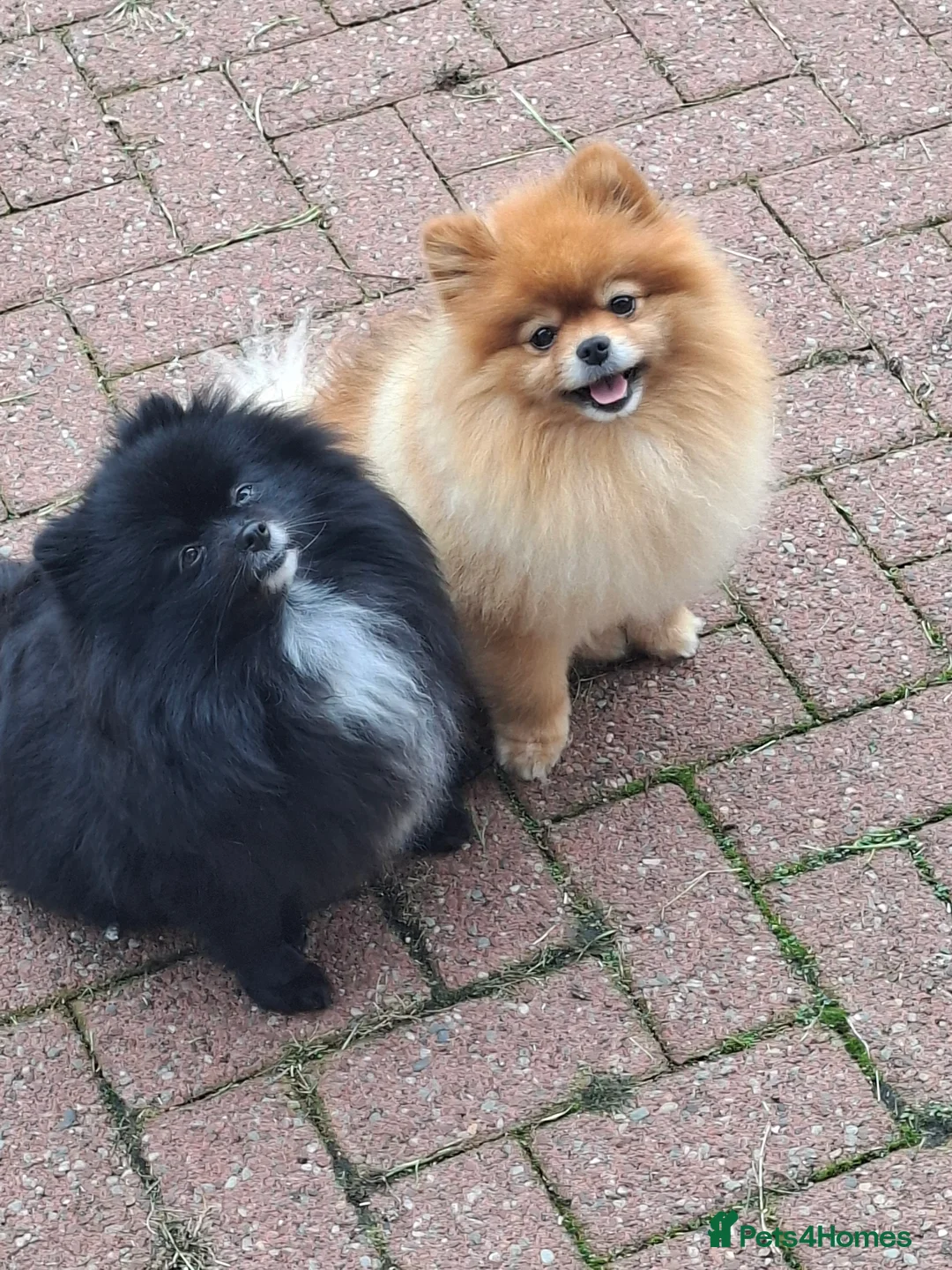 Pomeranian dogs for sale: Ready to travel to new home 🏡  - Advert 5