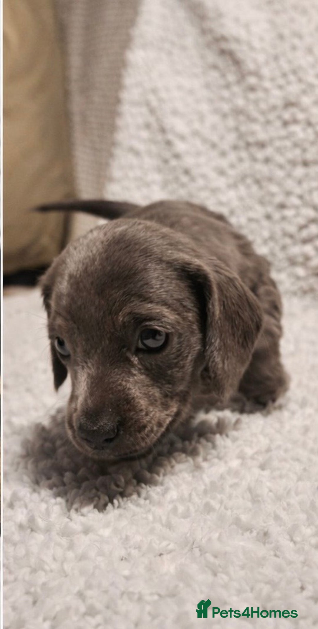 Dachshund dogs for sale: 🐾 Beautiful Dachshund Female Puppies  🐾 - Advert 5