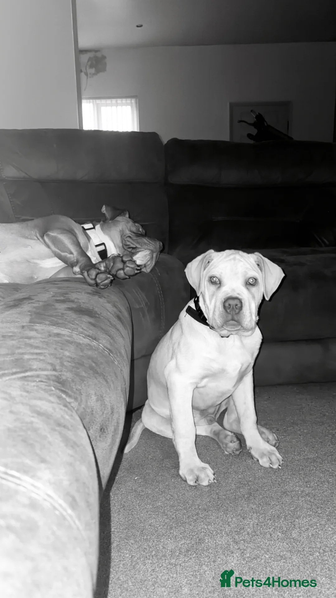 Cane Corso dogs for sale: Cane corso - Advert 5