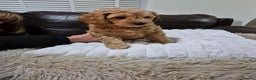 Cavapoochon dogs for sale: 6 cavapooschon puppies ready to go 18th January  - Advert 3