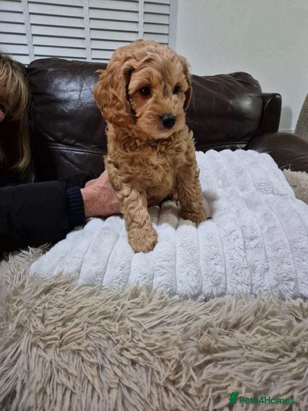 Cavapoochon dogs for sale: 6 cavapooschon puppies ready to go 18th January  - Advert 3
