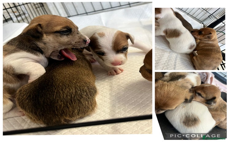 Mixed Breed dogs - Advert 1