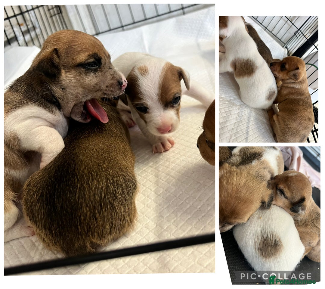 Mixed Breed dogs for sale: Beautiful terrier puppies - Image 1
