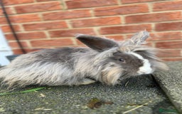 Angora rabbits for sale: Rabbits for adoption - Urgent - Image 15
