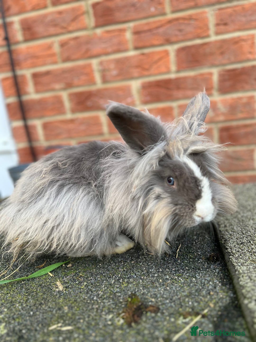 Angora rabbits for sale: Rabbits for adoption - Urgent - Image 15