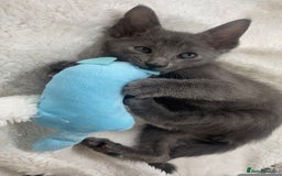 Oriental cats for sale: Oriental X Siamese  - Image 19