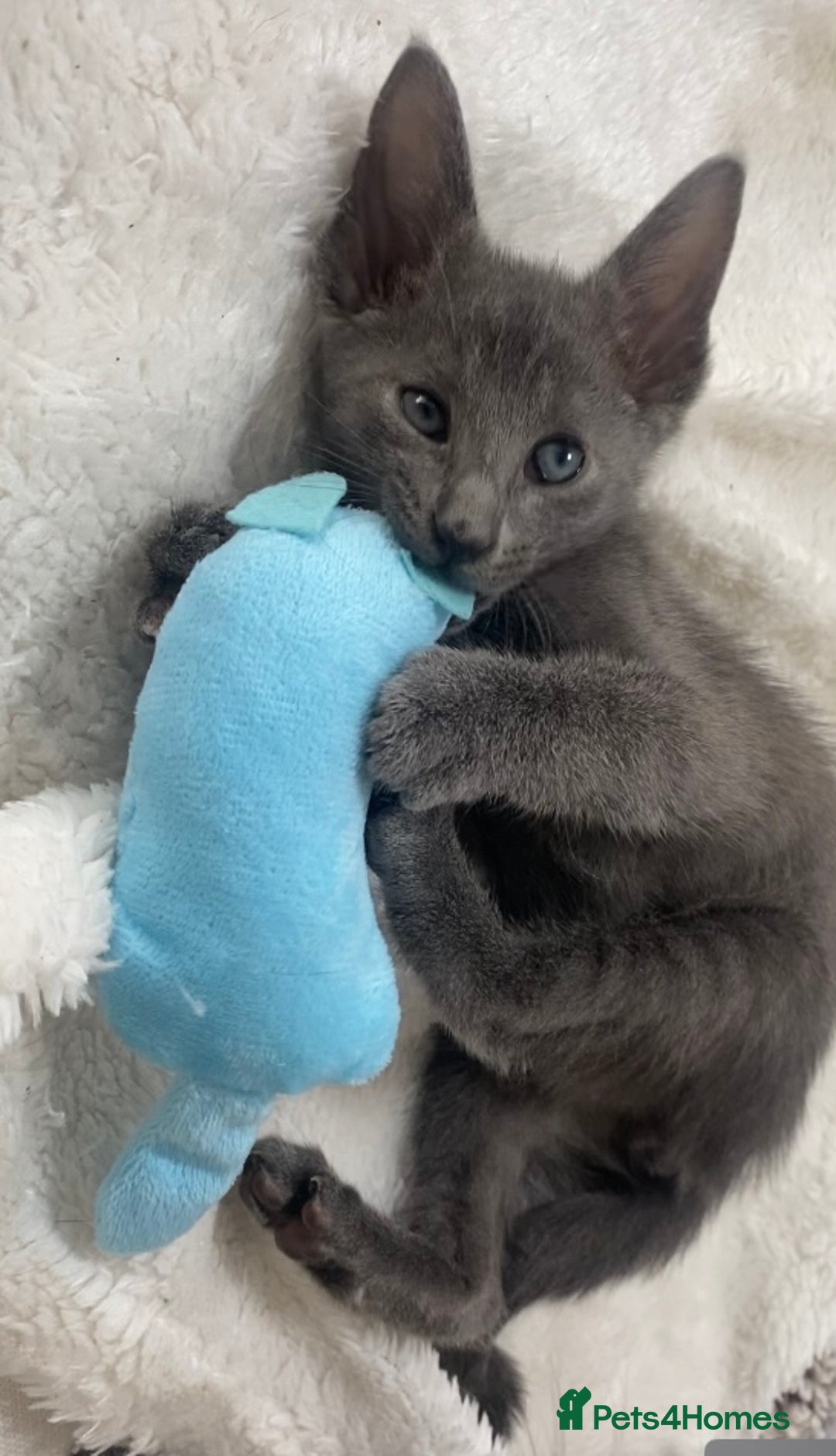 Oriental cats for sale: Oriental X Siamese  - Image 19