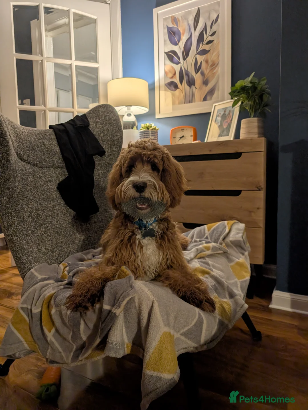 Cockapoo dogs for sale: Cockapoo 1 year old - Advert 3