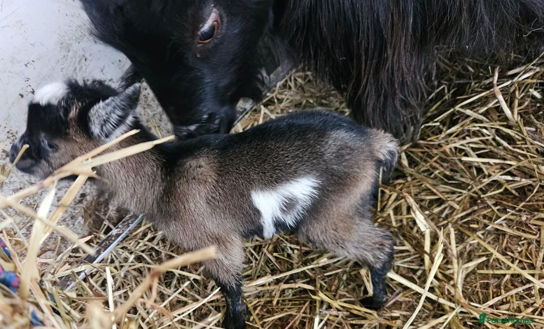 Goats livestock for sale: 2 female baby pygmy goats - Advert 11