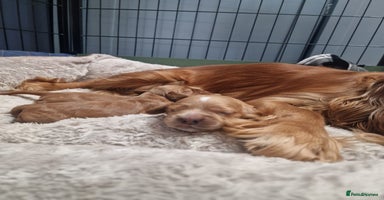 Cocker Spaniel dogs - Advert 14
