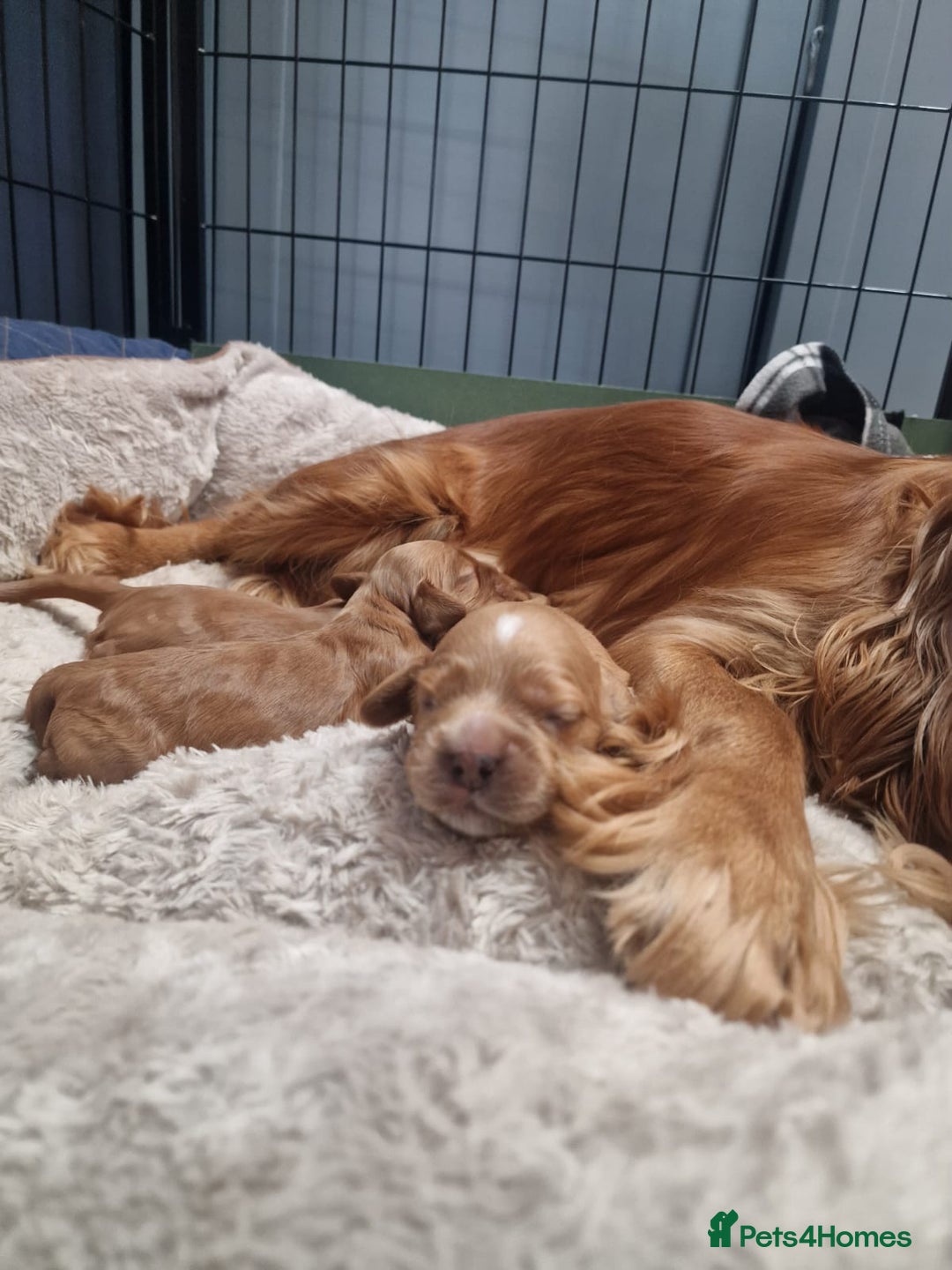 Cocker Spaniel dogs for sale: Beautiful cocker spaniel puppies - Image 2
