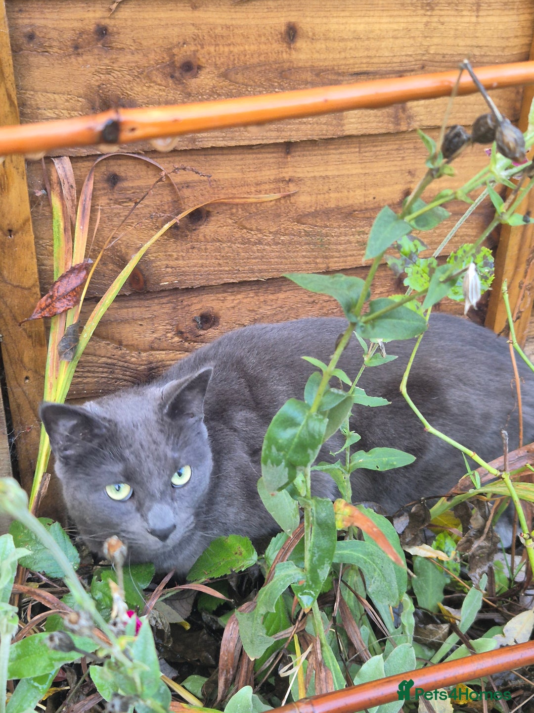 Mixed Breed cats for sale: Leo - Looking for a new home - Advert 4