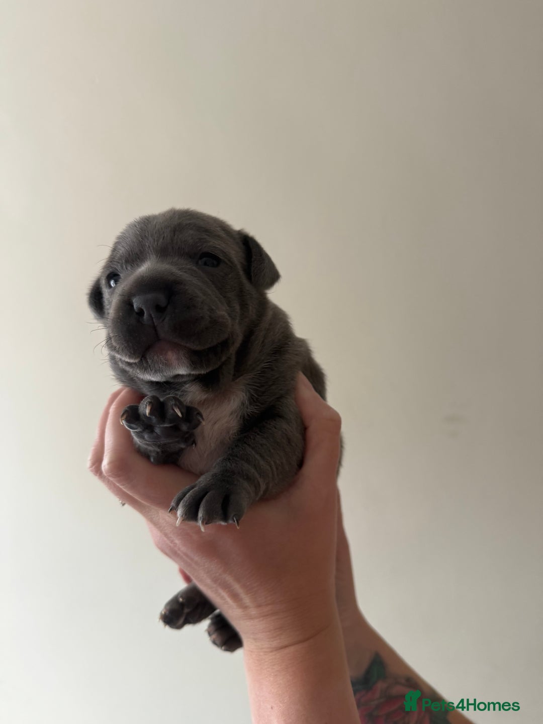 Staffordshire Bull Terrier dogs for sale: Blue Staffordshire bull terriers - Image 7