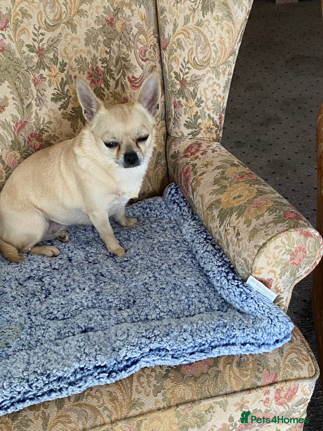 Chihuahua dogs for sale: Chihuahua - Advert 2