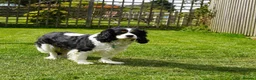 Cavalier King Charles Spaniel dogs for sale: I have a lovely King Charles' spaniel. in Basingstoke - Advert 1