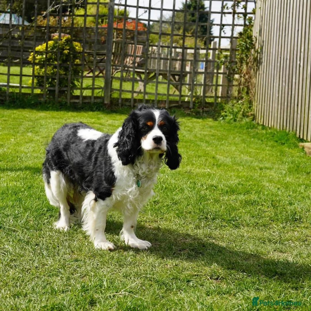 Cavalier King Charles Spaniel dogs for sale: I have a lovely King Charles' spaniel. in Basingstoke - Advert 1