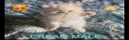 Persian cats for sale: Stunning Persian Kittens in Pinner - Advert 5