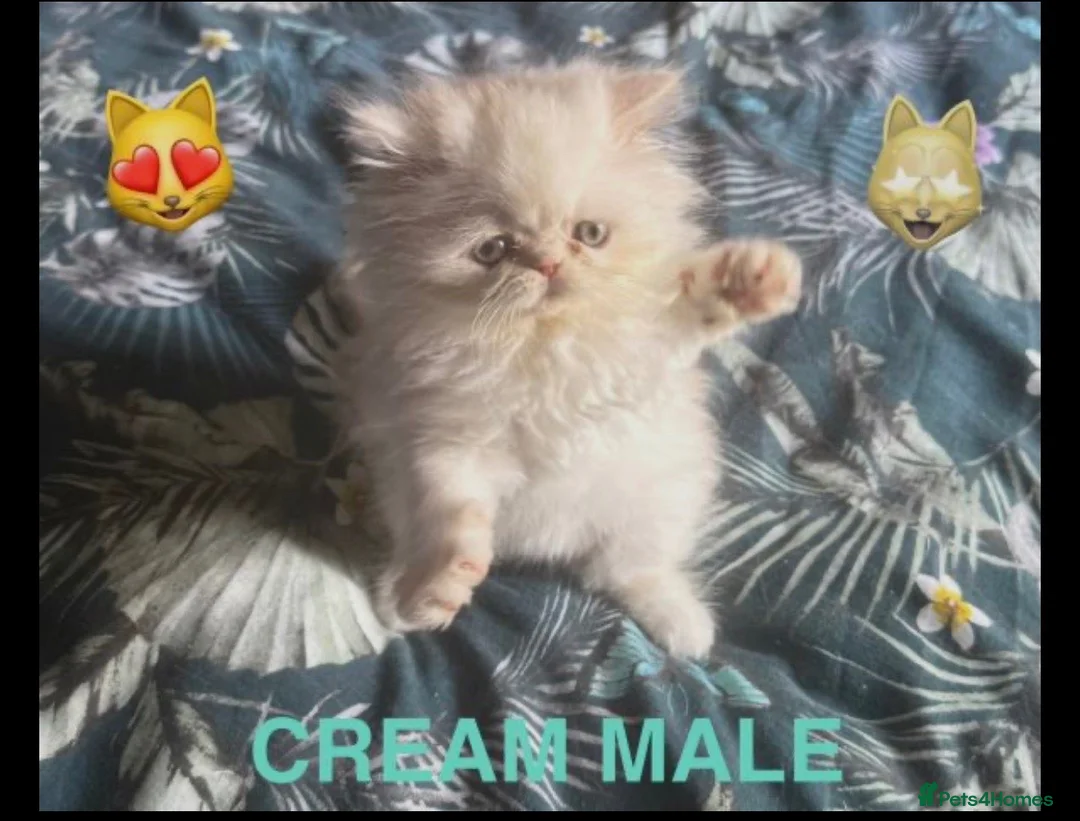Persian cats for sale: Stunning Persian Kittens in Pinner - Advert 5