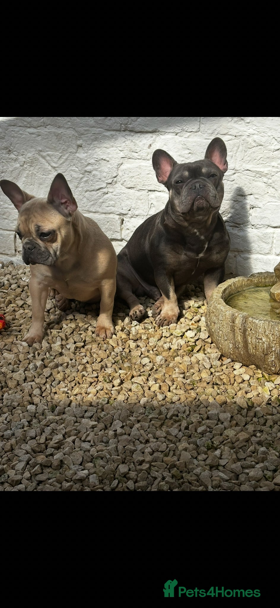 French Bulldog dogs French bulldog puppies - Advert 2