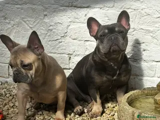 French Bulldog dogs French bulldog puppies - Advert 1