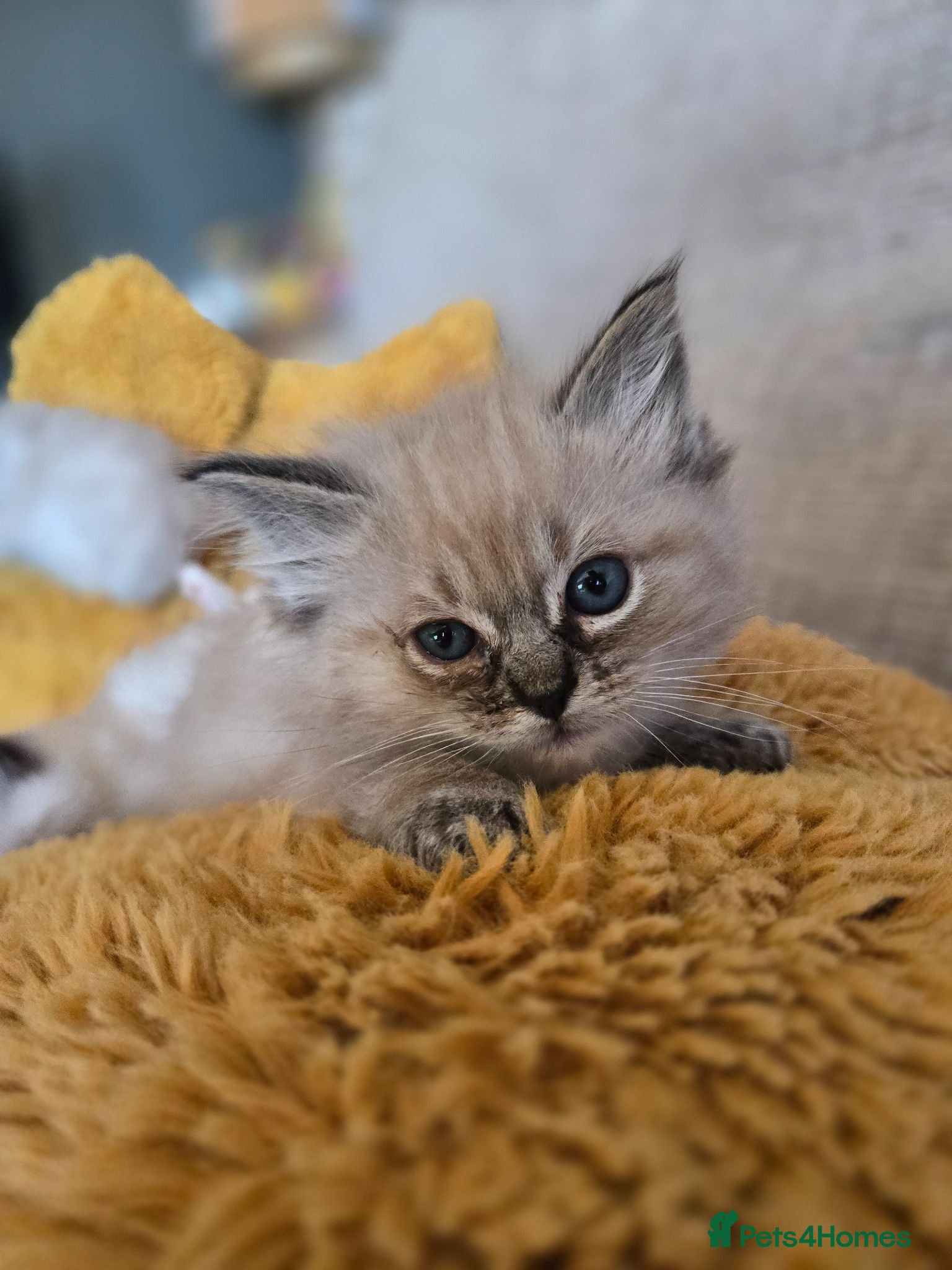 Ragdoll cats 3 Lynx Ragdoll Kittens left - Advert 7