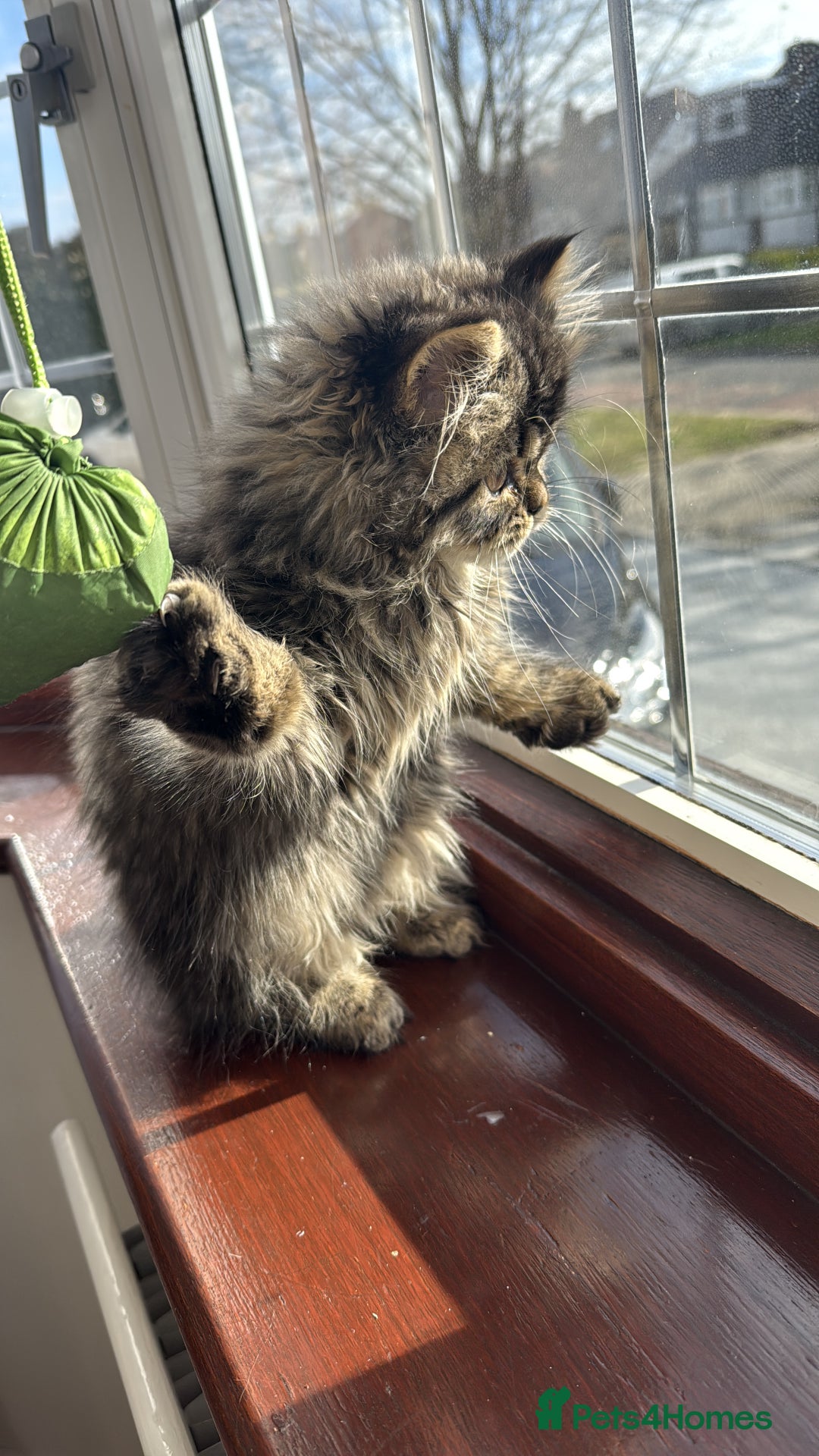 Persian cats for sale: 🐾 Loving Home Wanted for Our Beautiful Kitten 🐾 - Image 4
