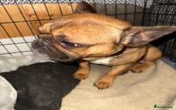 French Bulldog dogs for sale: French Bulldog  - Image 2