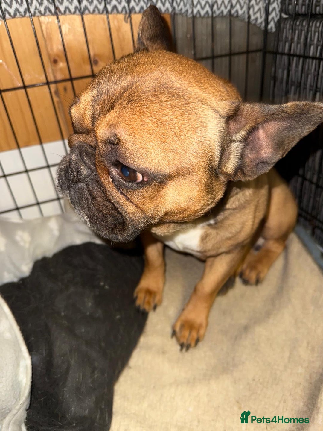 French Bulldog dogs for sale: French Bulldog  - Image 2