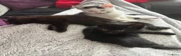 Mixed Breed cats for sale: 3 kittens looking for their forever home - Advert 1