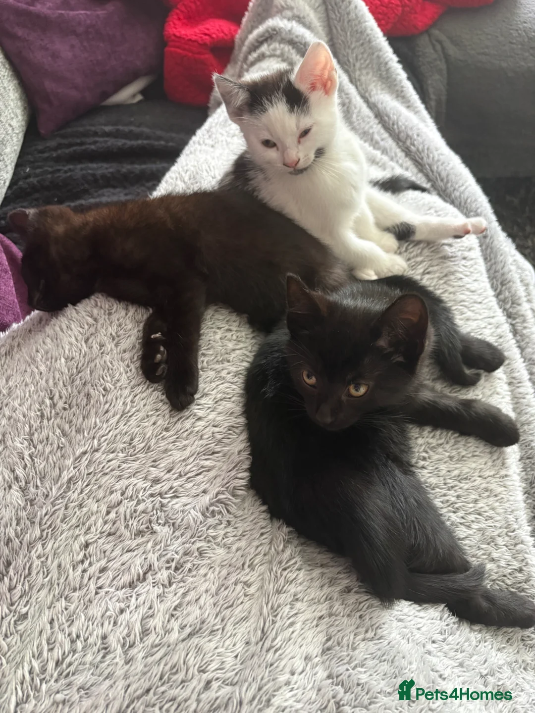 Mixed Breed cats for sale: 3 kittens looking for their forever home - Advert 1