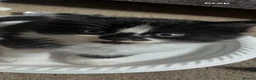 Mixed Breed cats for sale: Kittens ready to leave £50 in Rochester - Advert 2