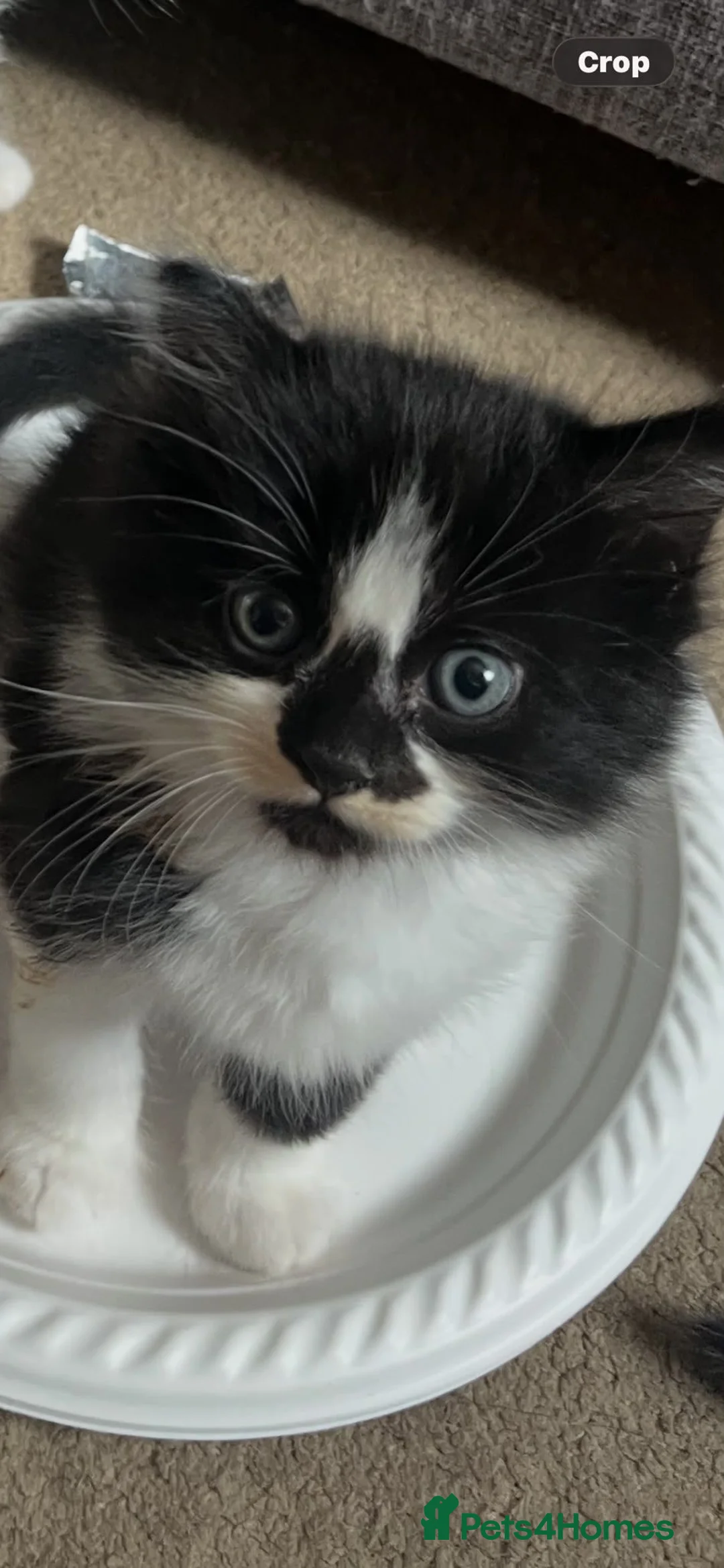Mixed Breed cats for sale: Kittens ready to leave £50 in Rochester - Advert 2