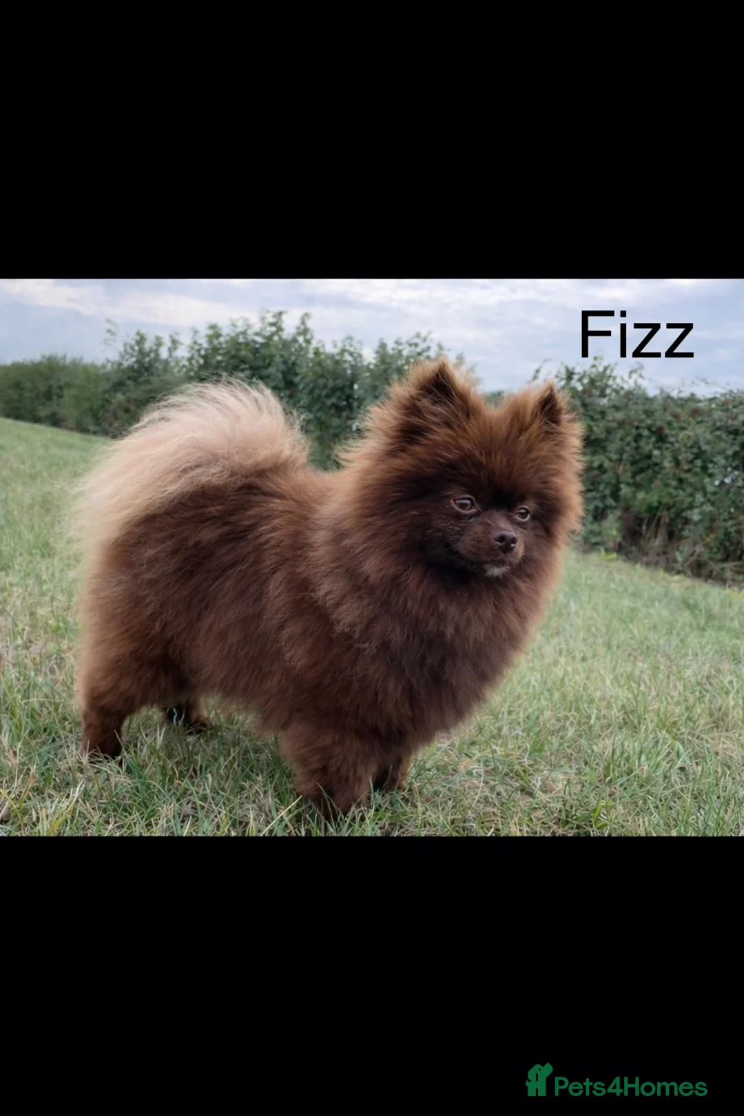 Pomeranian dogs for sale: Beautiful KC Reg girl 5yrs old  - Advert 1