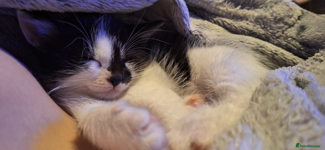 Mixed Breed cats for sale: Fluffy Kittens Gorgeous Personalities! 🐱💞 - Image 4