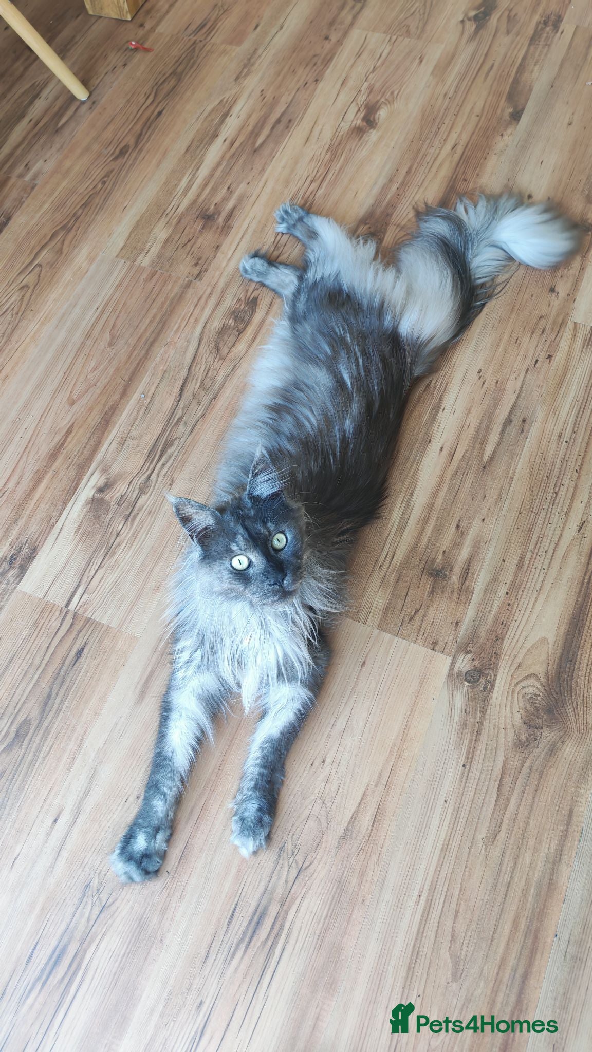 Maine Coon cats Gorgeous Maine Coon Boy - Advert 1