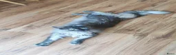 Maine Coon cats for sale: Gorgeous Maine Coon Boy - Advert 1