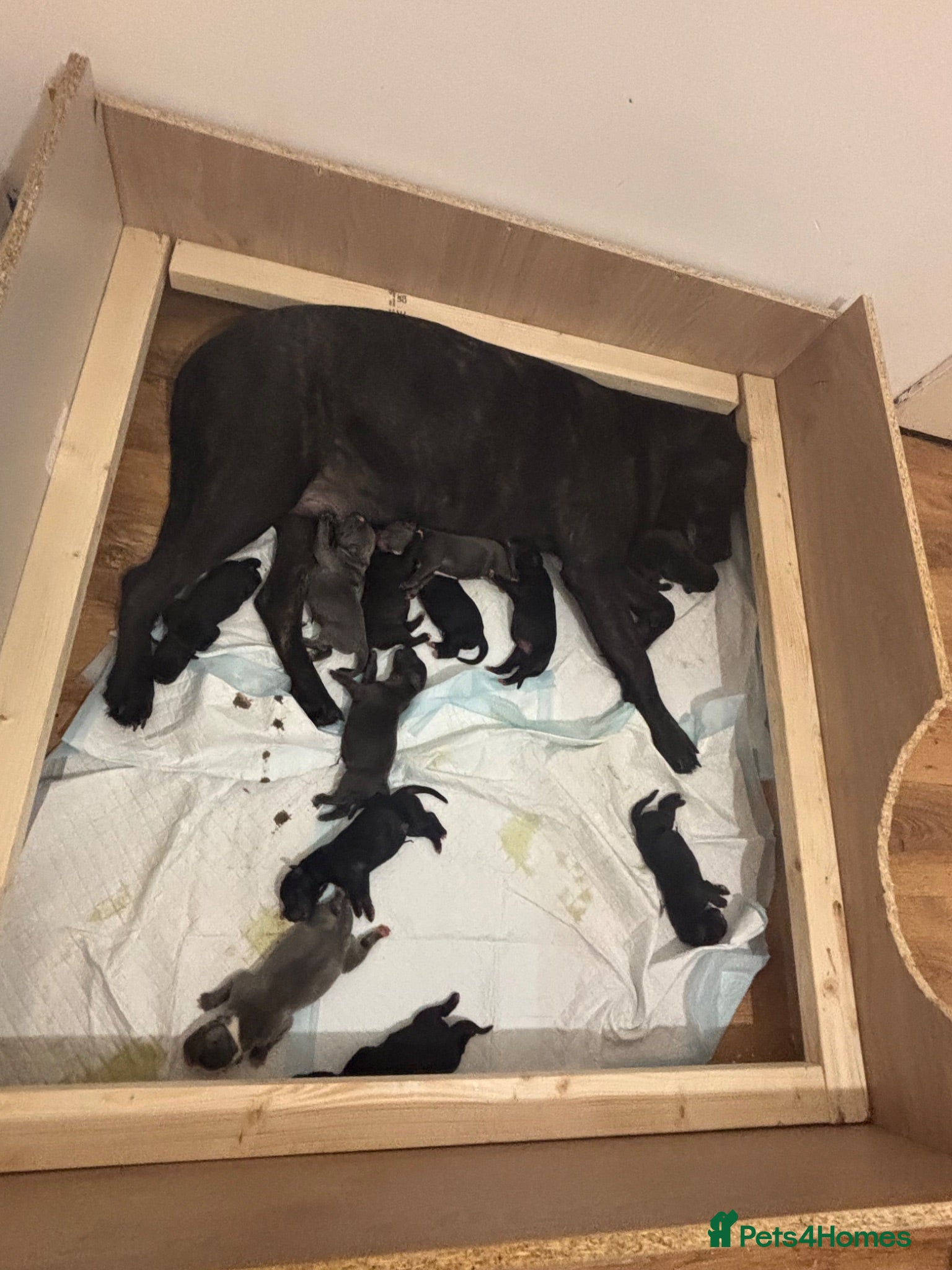 Mixed Breed dogs Beautiful pups for sale  - Advert 1