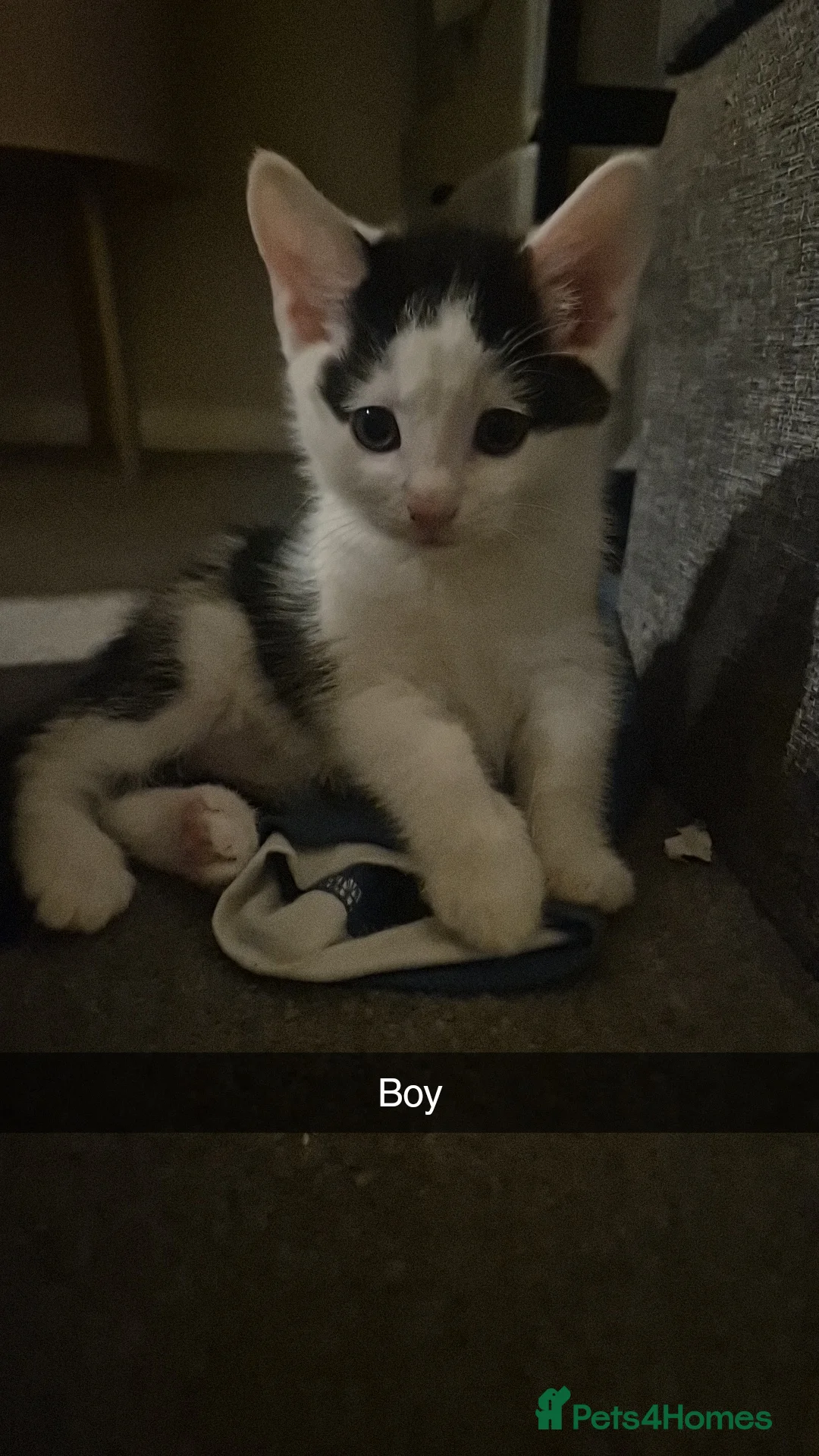 Domestic Shorthair cats for sale: 3 short hair 1 long hair domestic kittens  - Advert 2