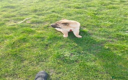 Mixed Breed dogs for sale: For sale Chow-Pey - Image 10