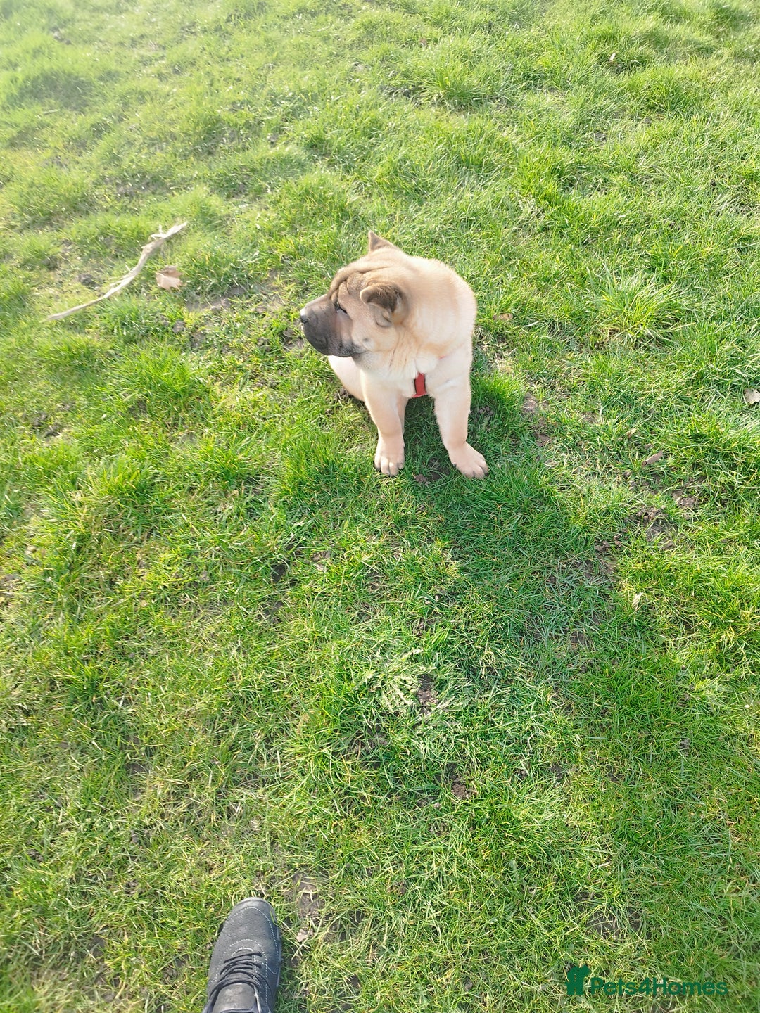 Mixed Breed dogs for sale: For sale Chow-Pey - Image 10