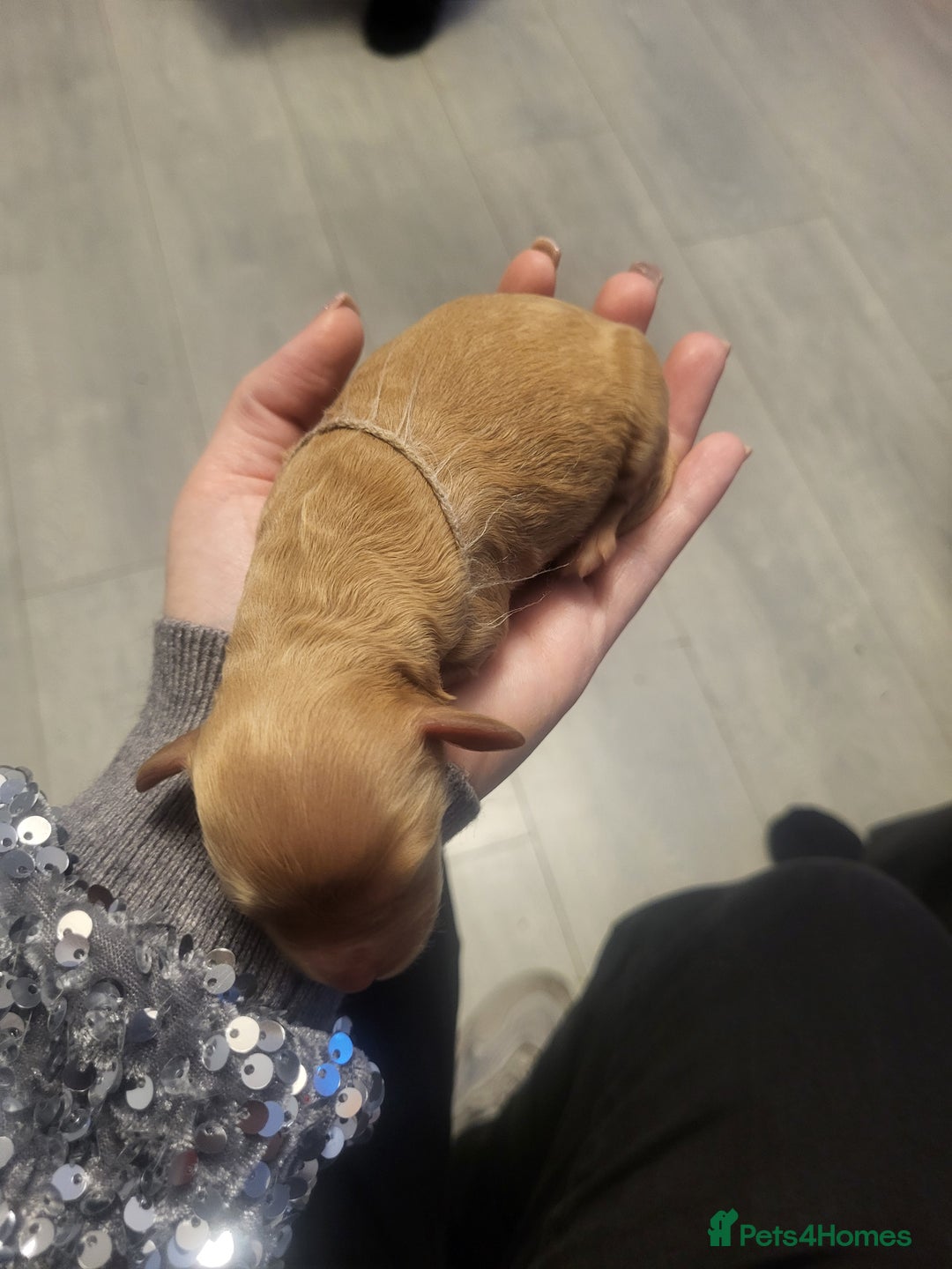 Cocker Spaniel dogs for stud: Show cocker spaniel for stud - Advert 7