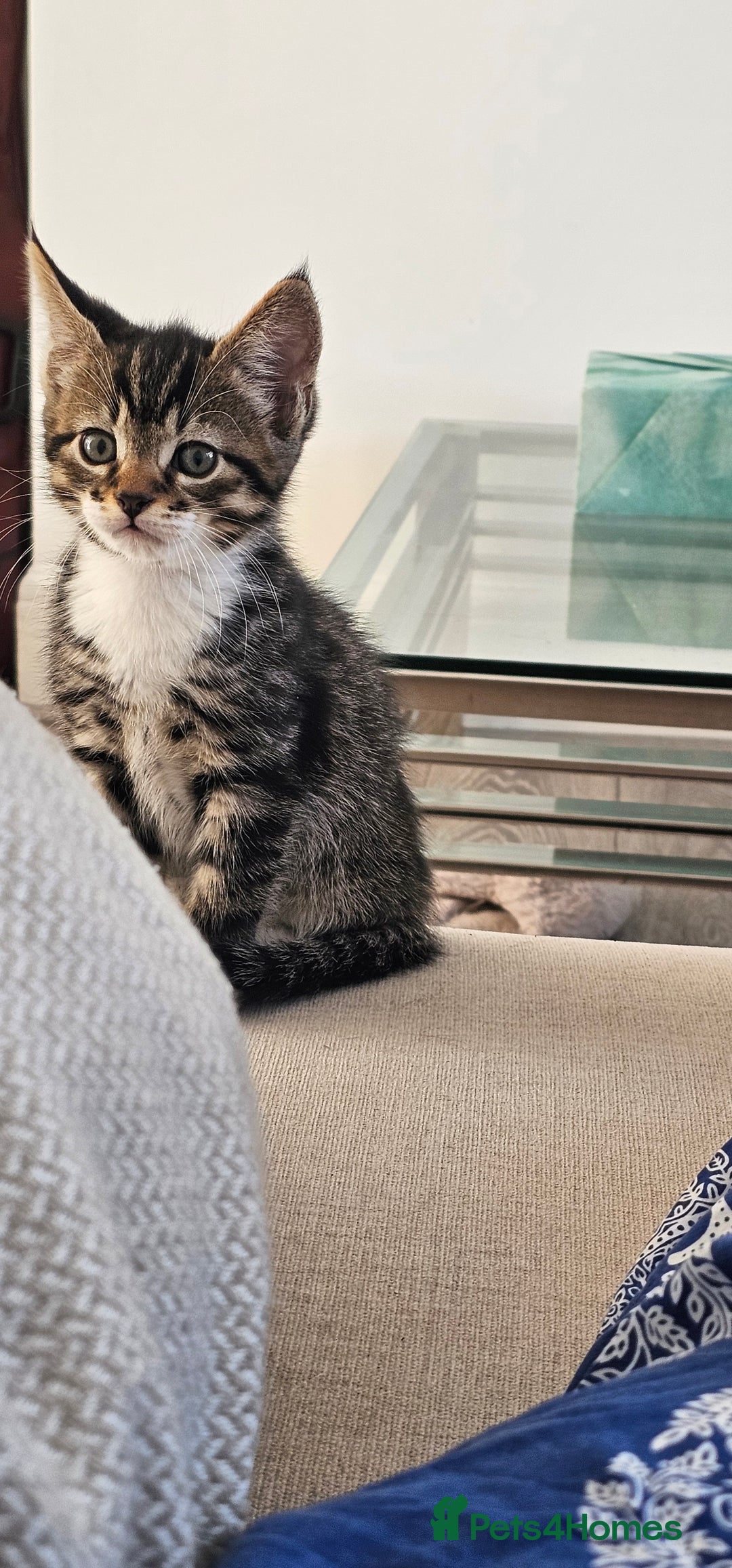Mixed Breed cats for sale: Beautiful friendly kitties 💖 ready for homes 💕 - Image 35