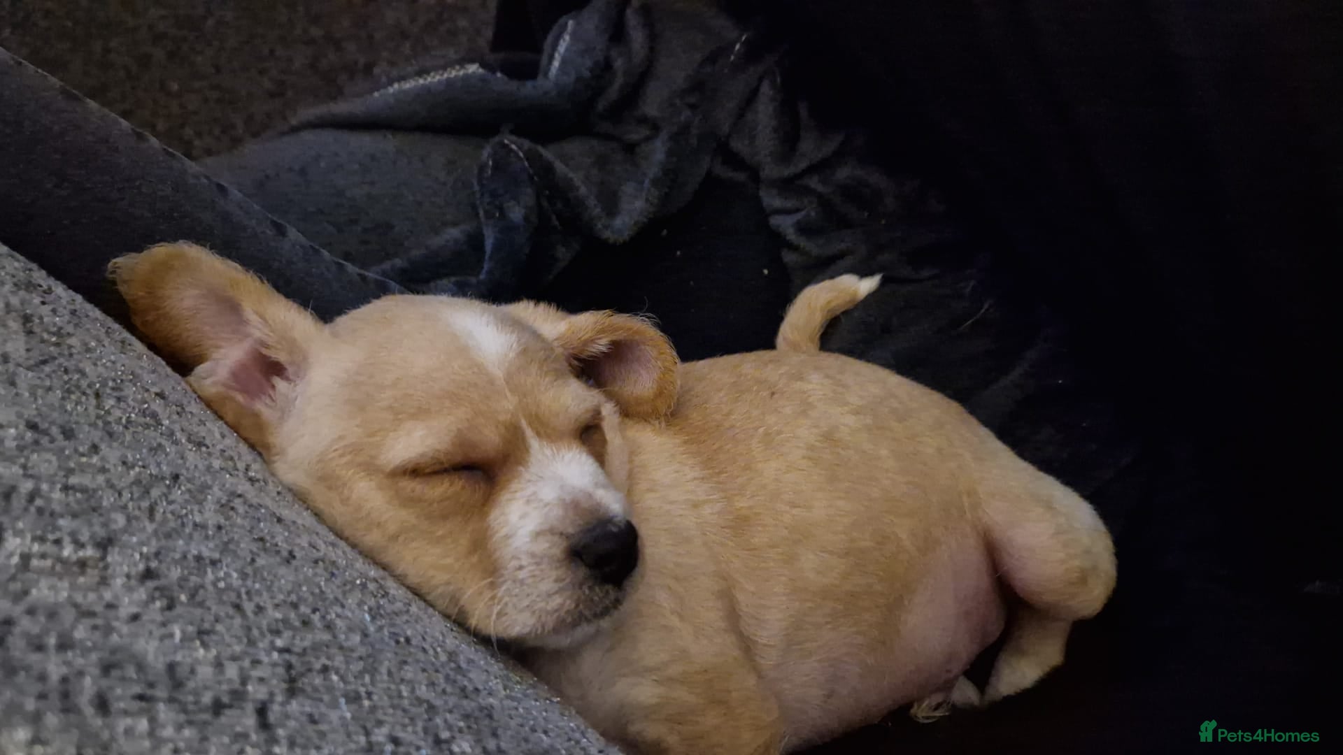 Chipoo dogs READY TO LEAVE Poodle cross pups  - Advert 3