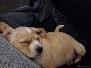 Chipoo dogs READY TO LEAVE Poodle cross pups - Advert 1